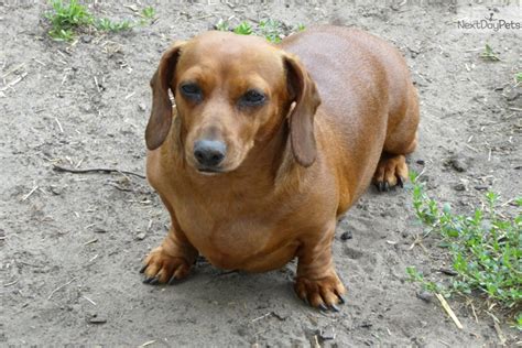 dachshund puppies chicago il|dachshunds for adoption in illinois.